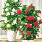 ヒメ日記 2025/06/22 12:39 投稿 ありす 待ちナビ