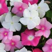 ヒメ日記 2025/06/29 14:25 投稿 ありす 待ちナビ