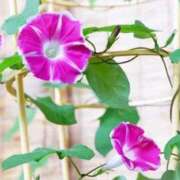 ヒメ日記 2025/07/01 10:37 投稿 ありす 待ちナビ