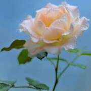 ヒメ日記 2025/07/05 12:03 投稿 ありす 待ちナビ