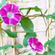 ヒメ日記 2025/07/23 09:59 投稿 ありす 待ちナビ