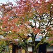 ヒメ日記 2025/11/21 13:16 投稿 ありす 待ちナビ