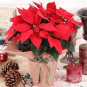 ヒメ日記 2025/12/18 10:40 投稿 ありす 待ちナビ