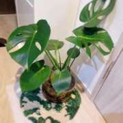 倉多 みなみ 立春 川崎南町人妻高級ソープ エル・カーヒル(ELCURHIL)秘密の刻