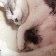 ヒメ日記 2026/01/13 17:45 投稿 白雪 シルクハット