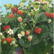 ヒメ日記 2026/01/14 08:01 投稿 白雪 シルクハット