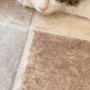 ヒメ日記 2026/01/15 15:00 投稿 白雪 シルクハット