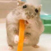 ヒメ日記 2026/01/19 12:01 投稿 白雪 シルクハット