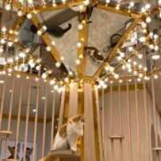 ヒメ日記 2026/03/06 08:01 投稿 白雪 シルクハット