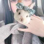 ヒメ日記 2026/04/19 11:51 投稿 白雪 シルクハット