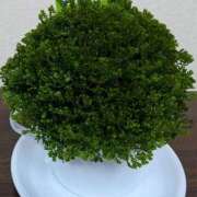 ヒメ日記 2026/03/08 01:43 投稿 藤宮あまね おもてなし妻