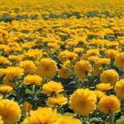 ヒメ日記 2025/08/31 00:57 投稿 春野あいみ お姉さんCLUB