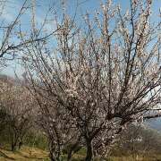 ヒメ日記 2026/03/01 17:12 投稿 NH⭐みな(美那)ちゃん プレミア奥様（プレミアマダム）