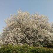 ヒメ日記 2026/03/20 17:12 投稿 AF逆AF無料みなちゃん プレミア奥様（プレミアマダム）