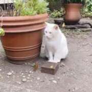 ヒメ日記 2025/08/19 03:18 投稿 かんな☆迫力満点！M乳美女 ぽちゃぶらんか甲府店(カサブランカグループ)