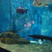 ヒメ日記 2025/12/07 02:16 投稿 かんな☆迫力満点！M乳美女 ぽちゃぶらんか甲府店(カサブランカグループ)