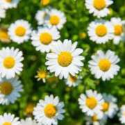 ヒメ日記 2025/05/09 14:58 投稿 水城さつき セクシーキャット 神田店