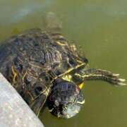 ヒメ日記 2025/06/13 10:10 投稿 水城さつき セクシーキャット 神田店