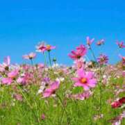 ヒメ日記 2025/09/26 09:58 投稿 水城さつき セクシーキャット 神田店