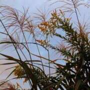 ヒメ日記 2025/11/06 10:00 投稿 水城さつき セクシーキャット 神田店