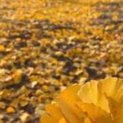 ヒメ日記 2025/11/14 10:02 投稿 水城さつき セクシーキャット 神田店