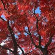 ヒメ日記 2025/11/26 09:21 投稿 水城さつき セクシーキャット 神田店