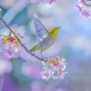 ヒメ日記 2026/02/12 10:00 投稿 水城さつき セクシーキャット 神田店