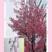 ヒメ日記 2026/03/04 09:43 投稿 水城さつき セクシーキャット 神田店