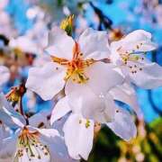 ヒメ日記 2026/03/19 10:08 投稿 水城さつき セクシーキャット 神田店