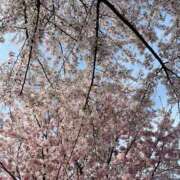 ヒメ日記 2026/04/07 09:55 投稿 水城さつき セクシーキャット 神田店