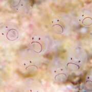 ヒメ日記 2025/09/07 22:14 投稿 たお ARIEL（アリエル）（宮崎）