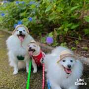 ヒメ日記 2025/06/04 23:25 投稿 るき 清楚