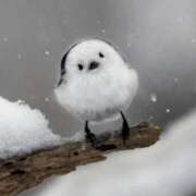 ヒメ日記 2025/05/29 04:24 投稿 金井 桃李（とうり）