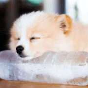 ヒメ日記 2025/06/18 05:24 投稿 金井 桃李（とうり）