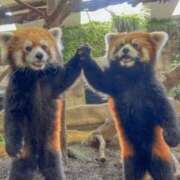 ヒメ日記 2025/06/29 20:54 投稿 金井 桃李（とうり）