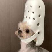 ヒメ日記 2025/10/11 11:35 投稿 金井 桃李（とうり）