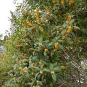 ヒメ日記 2025/10/21 11:54 投稿 金井 桃李（とうり）