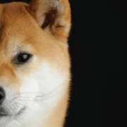 ヒメ日記 2026/01/18 23:54 投稿 金井 桃李（とうり）