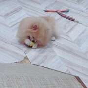 ヒメ日記 2025/07/30 17:53 投稿 るな 秋葉原コスプレ学園(AKG)