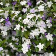 ヒメ日記 2025/05/13 14:54 投稿 みずき Tバックエステ 池袋店