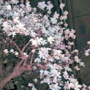 ヒメ日記 2025/05/13 23:34 投稿 向井地れむ 五反田 必要以上のエステ（シンデレラグループ）