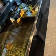 ヒメ日記 2025/06/11 19:55 投稿 優衣 セグレターリオ