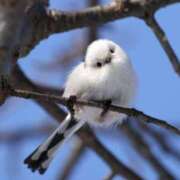 ヒメ日記 2025/05/19 22:30 投稿 心空（ここあ） ビッグバード