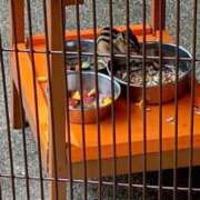 ヒメ日記 2025/06/06 22:24 投稿 心空（ここあ） ビッグバード