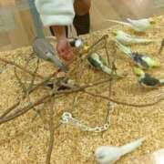 ヒメ日記 2025/12/17 18:59 投稿 心空（ここあ） ビッグバード