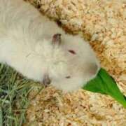 心空（ここあ） 明日もお休みになります ビッグバード