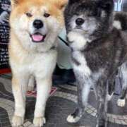 ヒメ日記 2025/05/17 14:12 投稿 さなえ 小田原人妻城