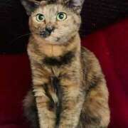 ヒメ日記 2025/05/31 10:18 投稿 さなえ 小田原人妻城