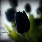 ヒメ日記 2025/07/17 00:16 投稿 みお 素人妻達☆マイふぇらレディー