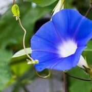 ヒメ日記 2025/07/25 12:16 投稿 みお 素人妻達☆マイふぇらレディー